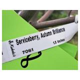 Serviceberry Autumn Brilliance 1.5" caliper, Ball & Burlap SKU#7061