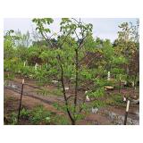 Ivory Silk Japanese Lilac Syringa Reticulata 1.5" caliper, Ball & Burlap SKU#1781