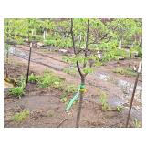 Ivory Silk Japanese Lilac Syringa Reticulata 1.5" caliper, Ball & Burlap SKU#1781