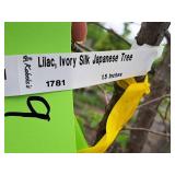 Ivory Silk Japanese Lilac Syringa Reticulata 1.5" caliper, Ball & Burlap SKU#1781