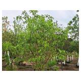 Crabapple Starlite 2" caliper, Ball & Burlap SKU#1626