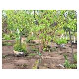 Crabapple Starlite 2" caliper, Ball & Burlap SKU#1626