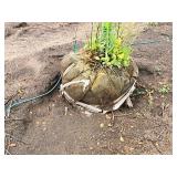 Crabapple Starlite 2" caliper, Ball & Burlap SKU#1626