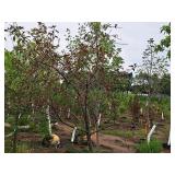 Royal Raindrops Crabapple Malus JFS-KW5 1.5" caliper, Ball & Burlap SKU#7861