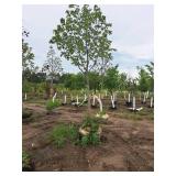 Autumn Fantasy Maple Acer x Freemanii DTR 102 2.5" caliper, Ball & Burlap SKU#6401