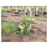 Autumn Fantasy Maple Acer x Freemanii DTR 102 2.5" caliper, Ball & Burlap SKU#6401