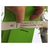 Autumn Fantasy Maple Acer x Freemanii DTR 102 2.5" caliper, Ball & Burlap SKU#6401