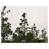 Fall Fiesta Sugar Maple 2" caliper, Ball & Burlap