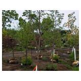 Fall Fiesta Sugar Maple 2" caliper, Ball & Burlap