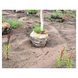 Fall Fiesta Sugar Maple 2" caliper, Ball & Burlap