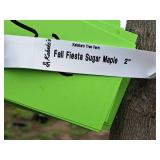 Fall Fiesta Sugar Maple 2" caliper, Ball & Burlap