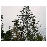 Fall Fiesta Sugar Maple Acer Saccharum Bailsta 2.5" caliper, Ball & Burlap SKU#1424