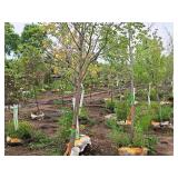 Fall Fiesta Sugar Maple Acer Saccharum Bailsta 2.5" caliper, Ball & Burlap SKU#1424