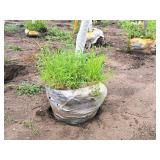 Fall Fiesta Sugar Maple Acer Saccharum Bailsta 2.5" caliper, Ball & Burlap SKU#1424