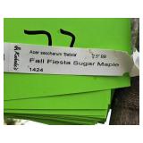 Fall Fiesta Sugar Maple Acer Saccharum Bailsta 2.5" caliper, Ball & Burlap SKU#1424