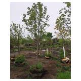 Celebration Maple 2.5" caliper, Ball & Burlap