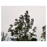 Celebration Maple 2.5" caliper, Ball & Burlap