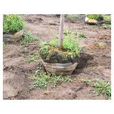 Celebration Maple 2.5" caliper, Ball & Burlap