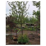 Crabapple Harvest Gold 2.5" caliper, Ball & Burlap SKU#1773