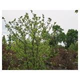 Crabapple Harvest Gold 2.5" caliper, Ball & Burlap SKU#1773