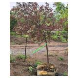 Royal Raindrops Crabapple Malus JFS-KW5 1.5" caliper, Ball & Burlap SKU#7861