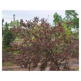 Royal Raindrops Crabapple Malus JFS-KW5 1.5" caliper, Ball & Burlap SKU#7861