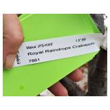 Royal Raindrops Crabapple Malus JFS-KW5 1.5" caliper, Ball & Burlap SKU#7861
