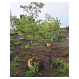 Lilac, Ivory Silk Japanese Tree 1.5" caliper, Ball & Burlap SKU#1781