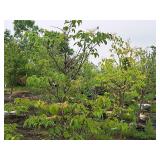 Lilac, Ivory Silk Japanese Tree 1.5" caliper, Ball & Burlap SKU#1781