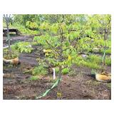 Lilac, Ivory Silk Japanese Tree 1.5" caliper, Ball & Burlap SKU#1781