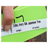 Lilac, Ivory Silk Japanese Tree 1.5" caliper, Ball & Burlap SKU#1781