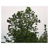 Linden, Redmond Tilia Americana 3" caliper, Ball & Burlap SKU#1554