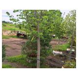 Linden, Redmond Tilia Americana 3" caliper, Ball & Burlap SKU#1554