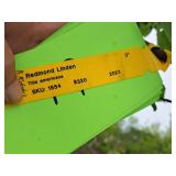 Linden, Redmond Tilia Americana 3" caliper, Ball & Burlap SKU#1554