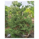 Scotch Pine Pinus Sylvestris 6
