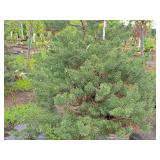 Scotch Pine Pinus Sylvestris 6