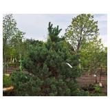 Scotch Pine Pinus Sylvestris 6