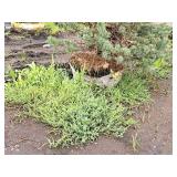 Scotch Pine Pinus Sylvestris 6