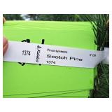Scotch Pine Pinus Sylvestris 6