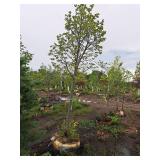 Redmond Linden Tilia Americana Redmond 2.5" caliper, Ball & Burlap SKU#1553