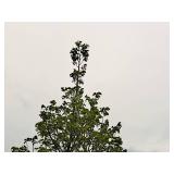 Redmond Linden Tilia Americana Redmond 2.5" caliper, Ball & Burlap SKU#1553