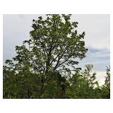 Redmond Linden Tilia Americana Redmond 2.5" caliper, Ball & Burlap SKU#1553