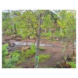 Redmond Linden Tilia Americana Redmond 2.5" caliper, Ball & Burlap SKU#1553