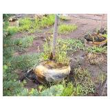 Redmond Linden Tilia Americana Redmond 2.5" caliper, Ball & Burlap SKU#1553