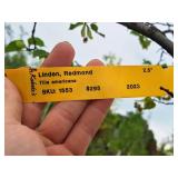 Redmond Linden Tilia Americana Redmond 2.5" caliper, Ball & Burlap SKU#1553