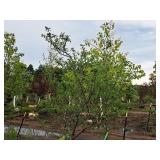 Serviceberry, Autumn Brilliance Amerlanchier x Grandiflora 2" caliper, Ball & Burlap SKU#7063