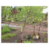 Serviceberry, Autumn Brilliance Amerlanchier x Grandiflora 2" caliper, Ball & Burlap SKU#7063
