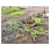 Serviceberry, Autumn Brilliance Amerlanchier x Grandiflora 2" caliper, Ball & Burlap SKU#7063