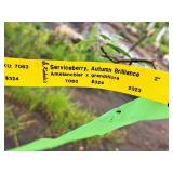 Serviceberry, Autumn Brilliance Amerlanchier x Grandiflora 2" caliper, Ball & Burlap SKU#7063
