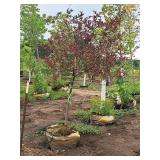 Royal Raindrops Crabapple Malus JFS-KW5 Ball & Burlap SKU#2246